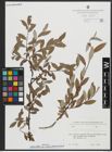 Foto von Salix alba subsp. micans (Andersson) Rech. f.